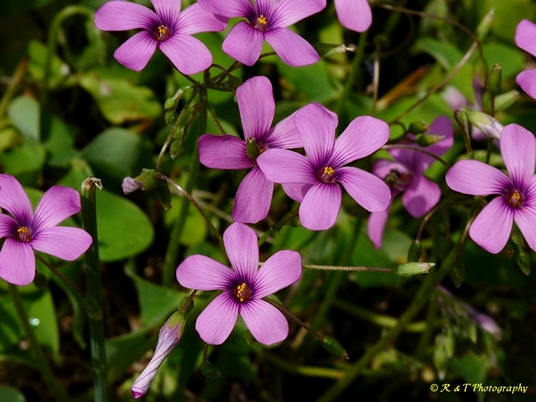 {Oxalis articulata}